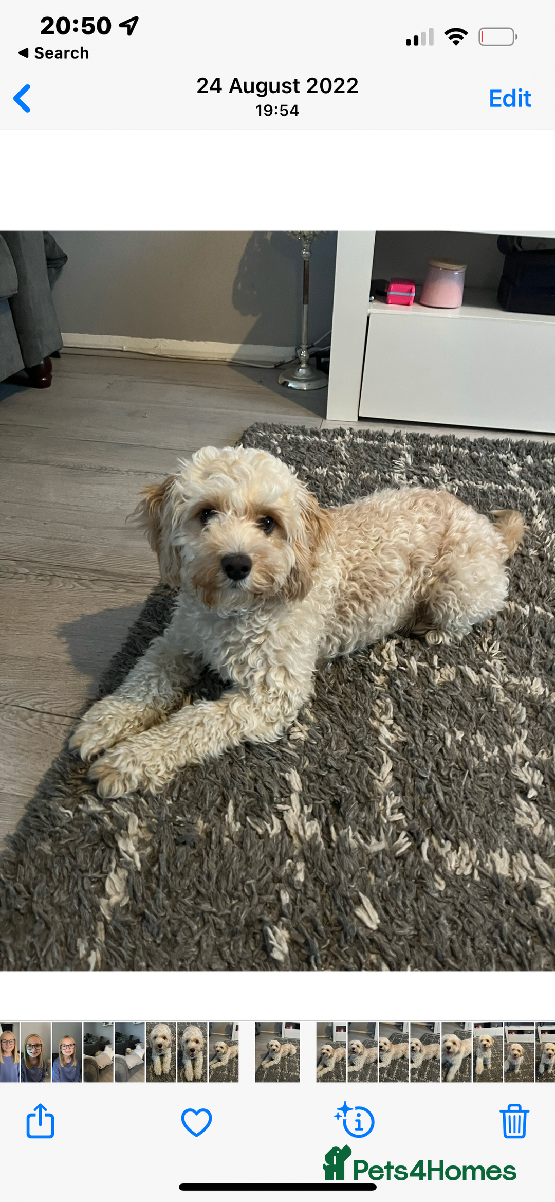 Cockapoo dogs for sale: F2 Cockapoos - Image 10