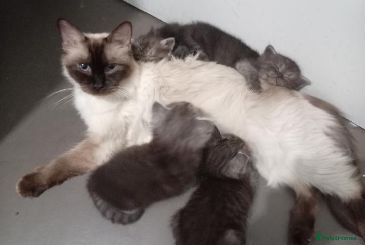 Ragdoll cats Stunning Ragdoll x British short hair kittens  - Advert 2