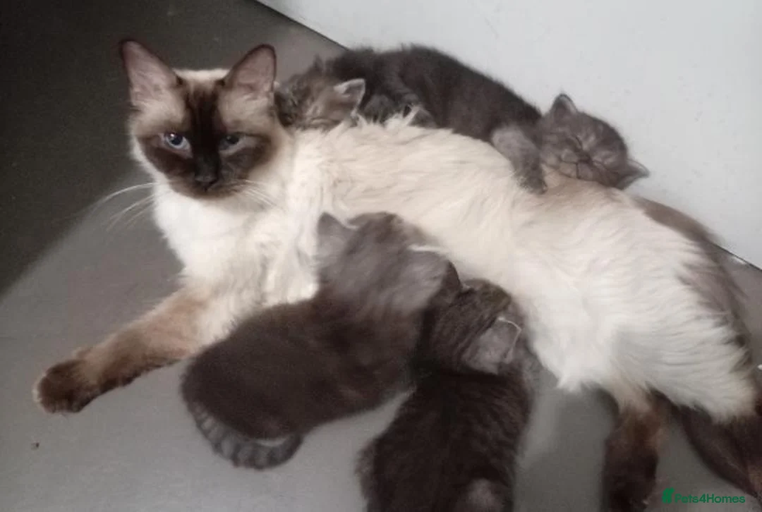 Ragdoll cats for sale: Stunning Ragdoll x British short hair kittens  - Advert 2