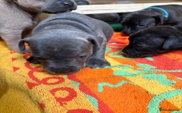 Staffordshire Bull Terrier dogs for sale: Blue Staffordshire bull terrier pups  - Image 18