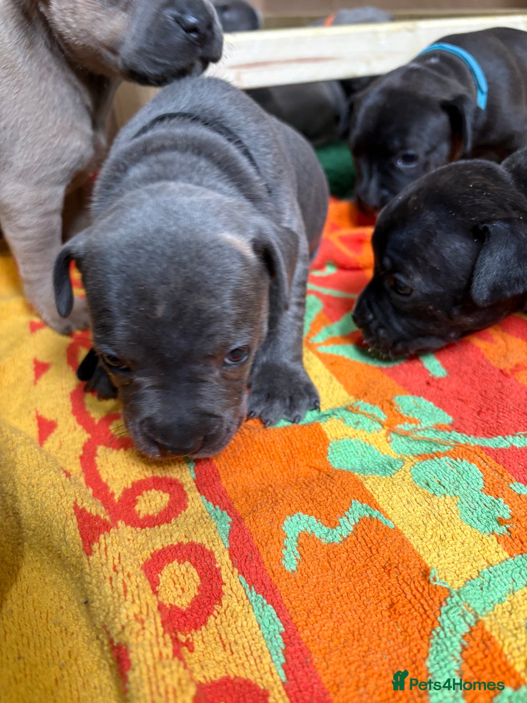 Staffordshire Bull Terrier dogs for sale: Blue Staffordshire bull terrier pups  - Image 18