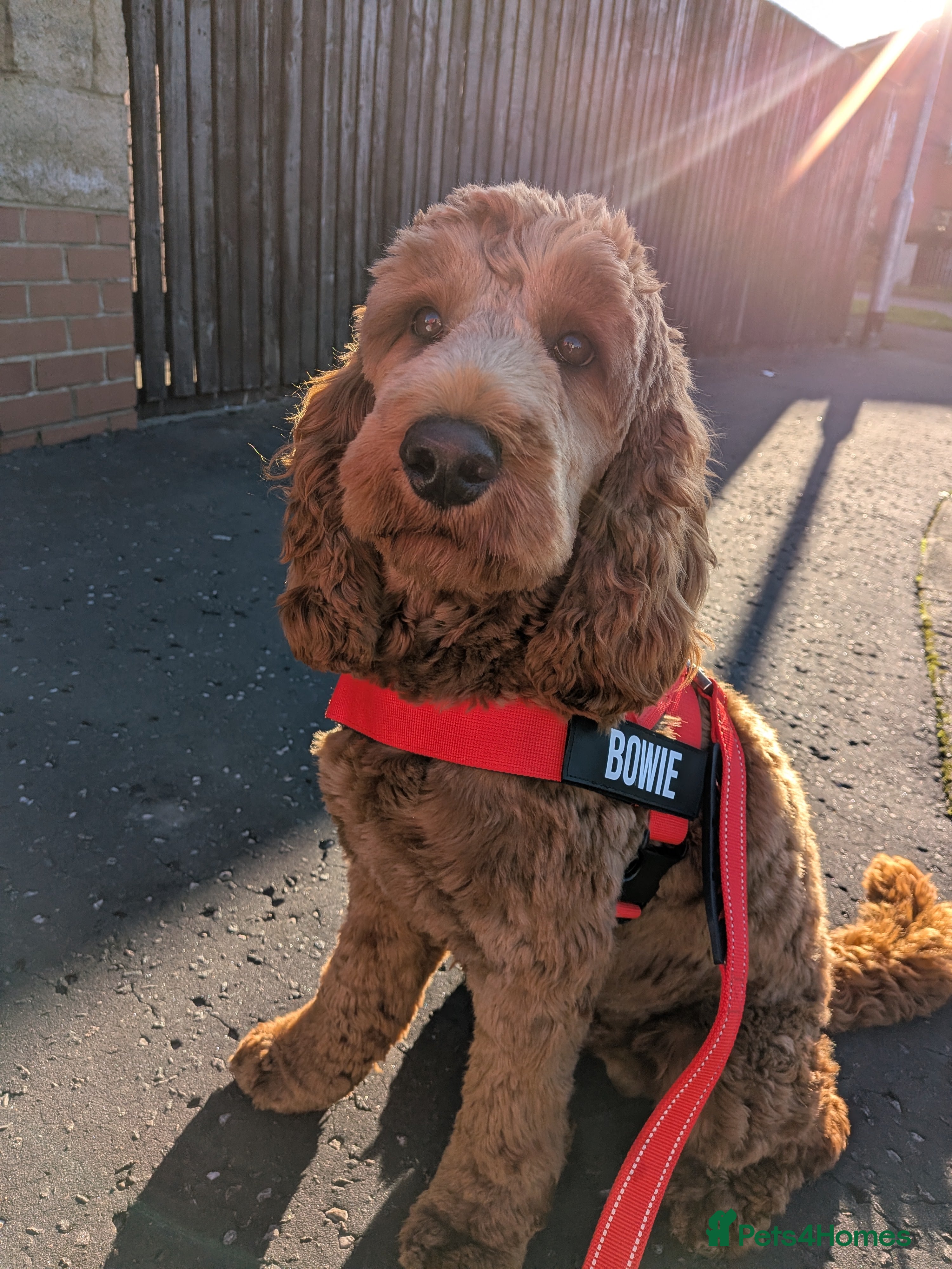 Cockapoo dogs Cockapoo for stud - Advert 1