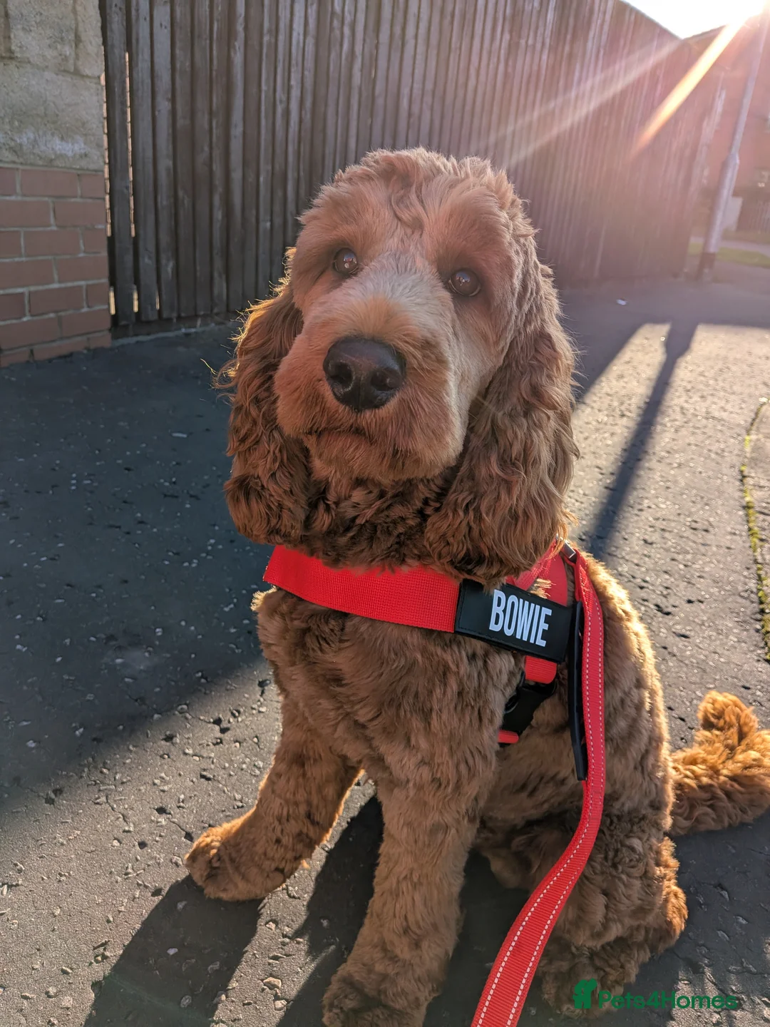 Cockapoo dogs for stud: Cockapoo for stud - Advert 1