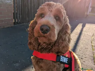 Cockapoo dogs Cockapoo for stud - Advert 1