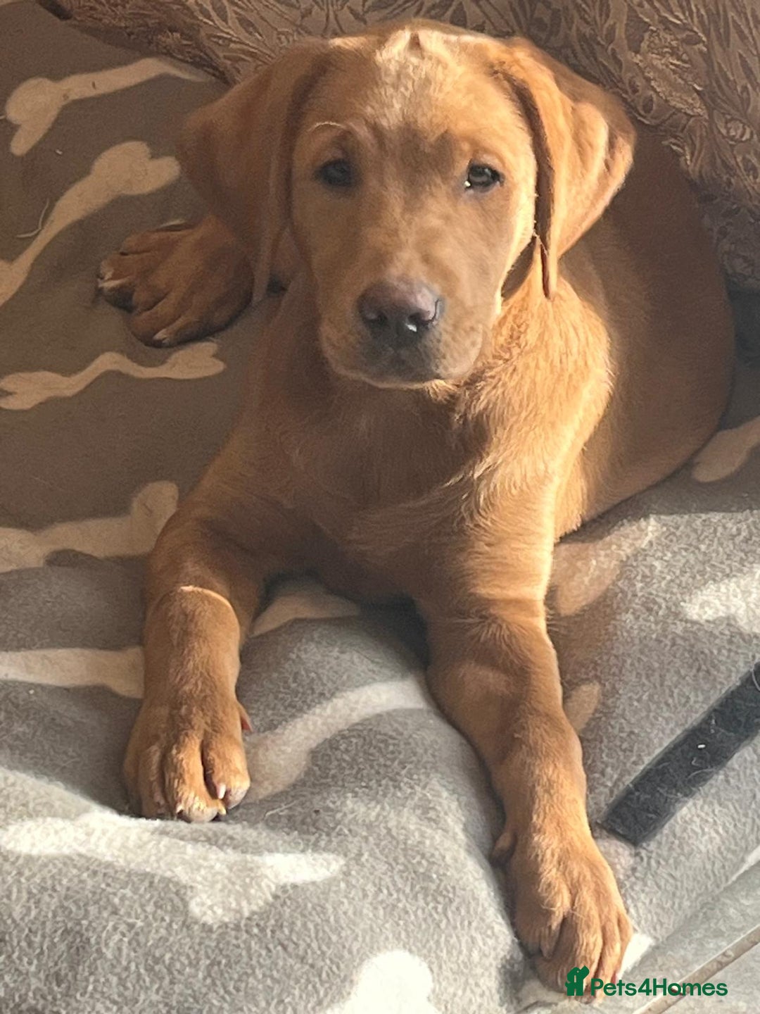 Labrador Retriever dogs for sale: Two Beautiful Labrador girls - Advert 2