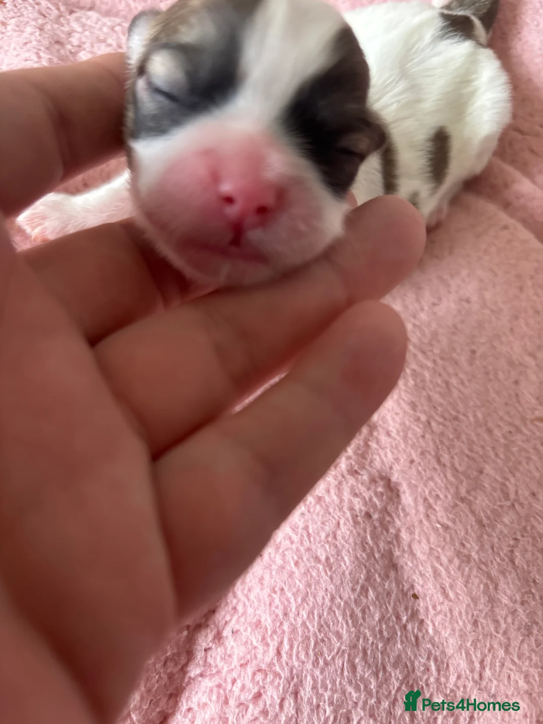 Shihpoo dogs for sale: Shih tuz cross puppys - Advert 2