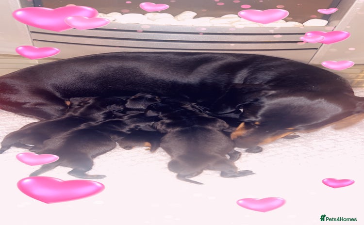 Miniature Dachshund dogs - Advert 6