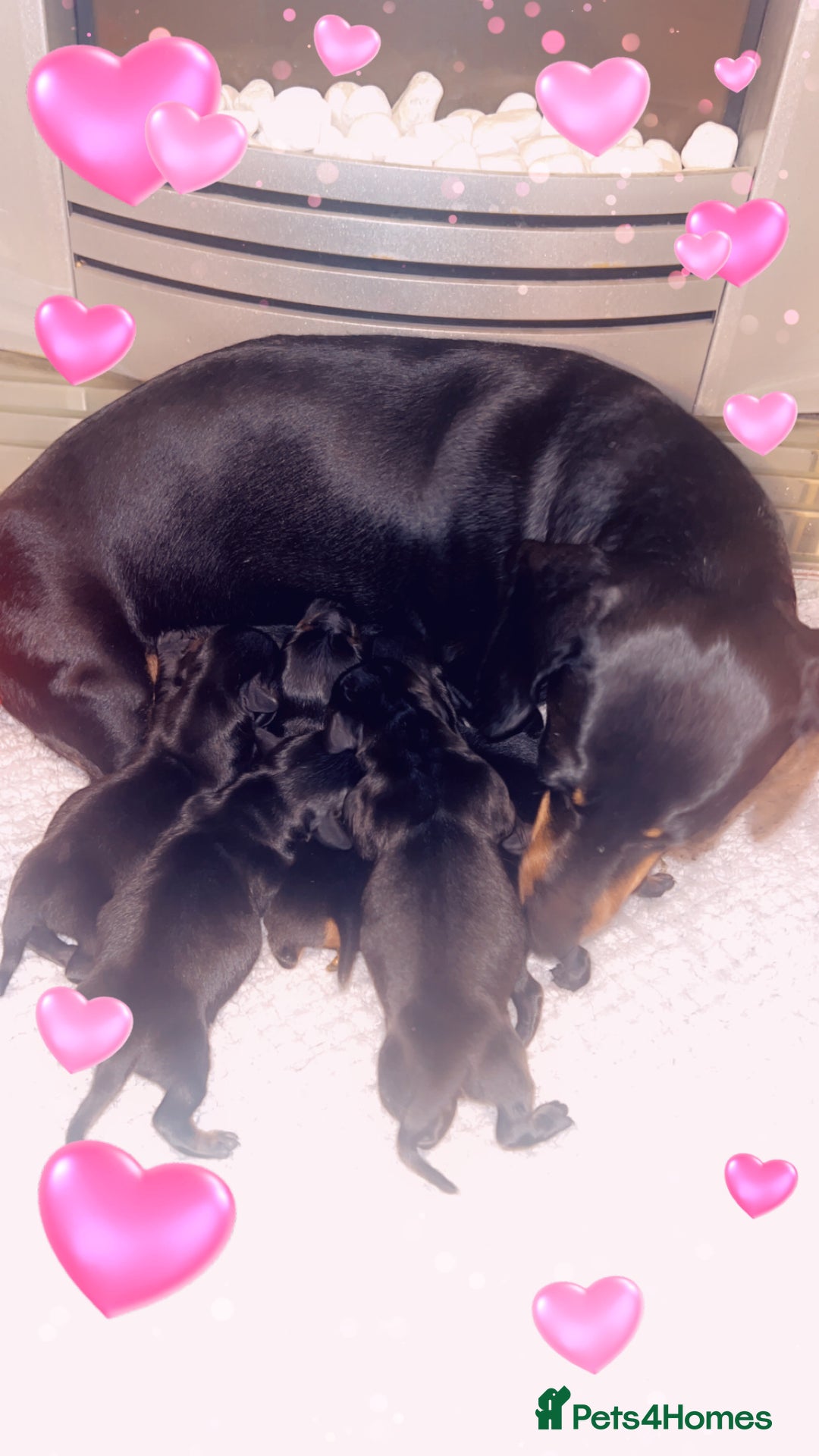 Miniature Dachshund dogs for sale: Beautiful tiny miniature dachshunds  - Image 1