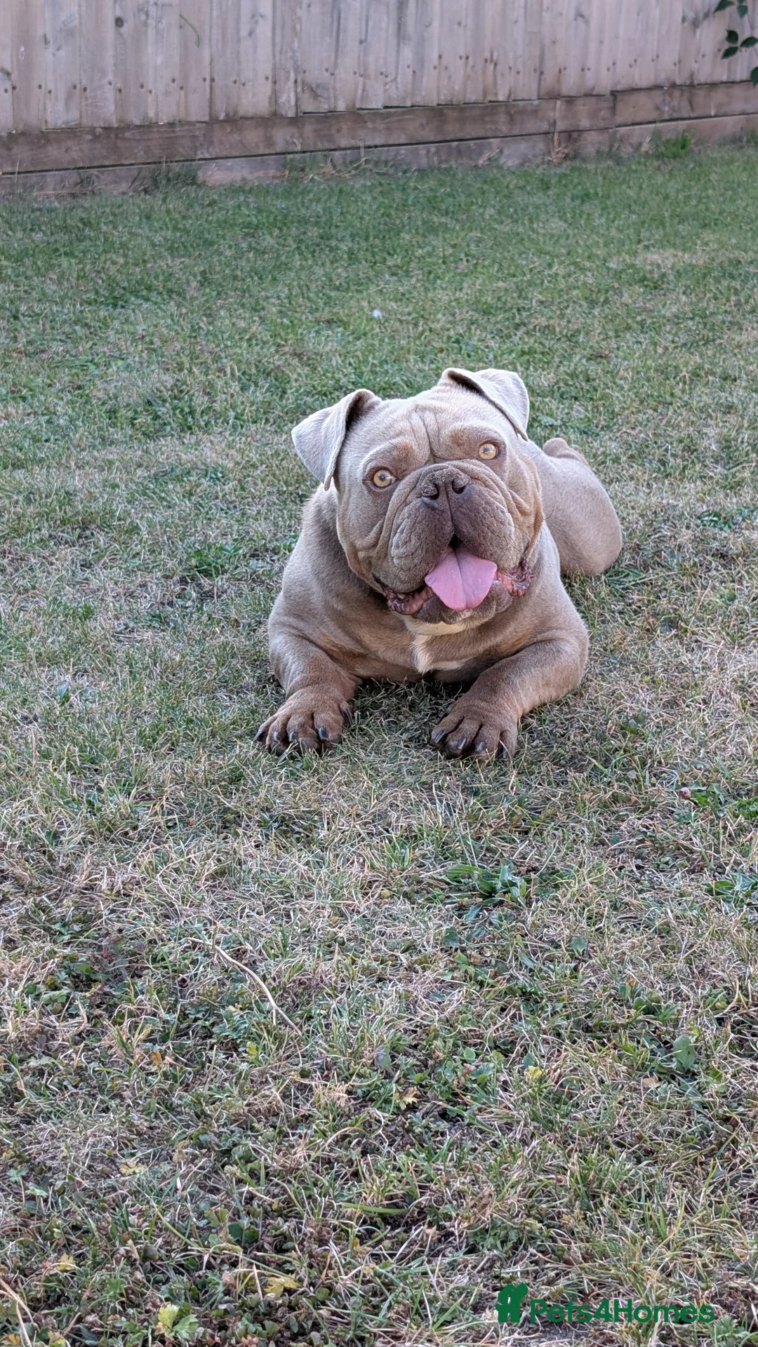 English Bulldog dogs for sale: 2 year old Male - Advert 7