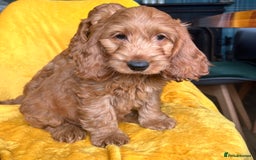 Cockapoo dogs for sale: Cockapoo puppies  - Image 2