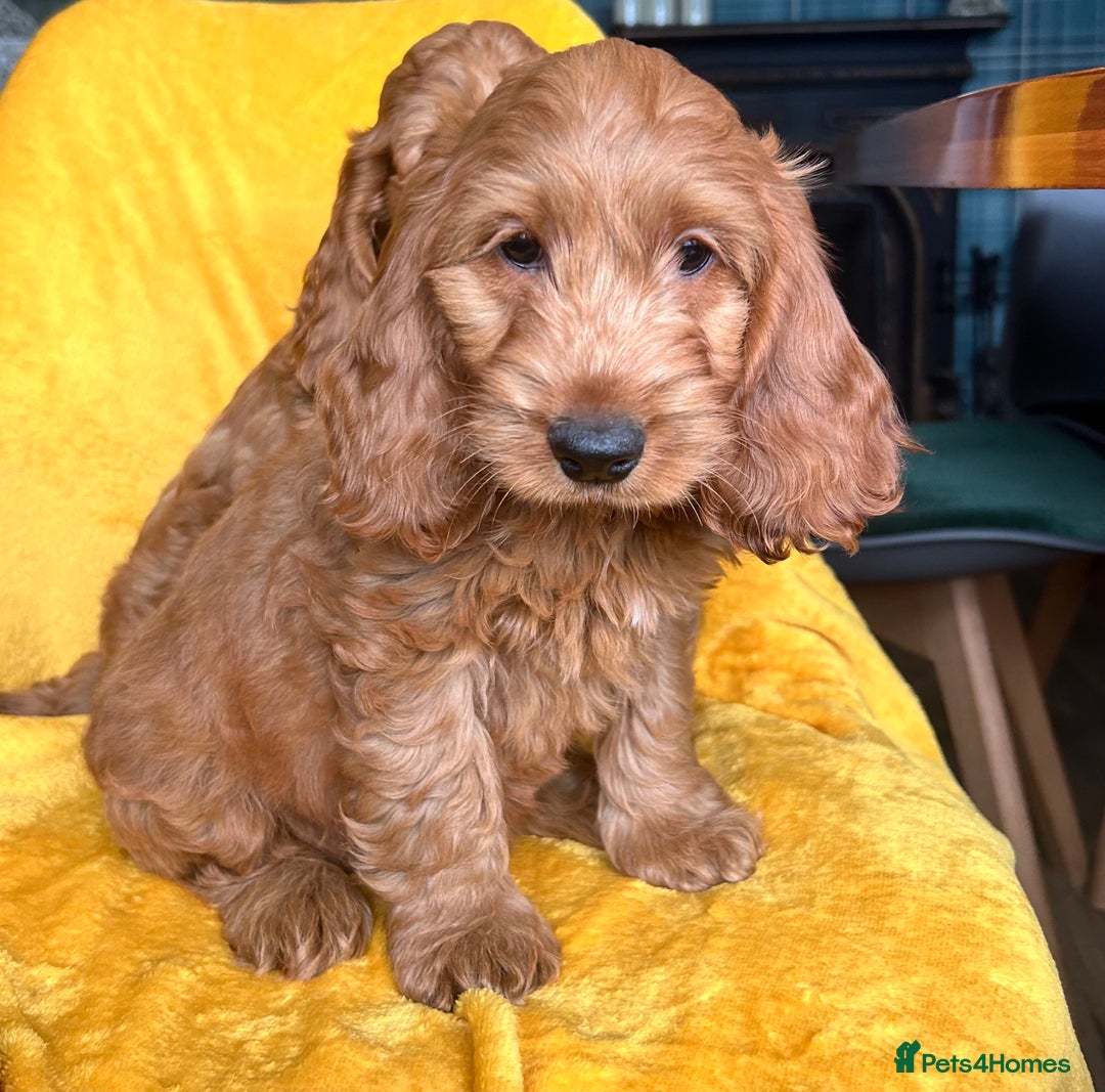 Cockapoo dogs for sale: Cockapoo puppies  - Image 2