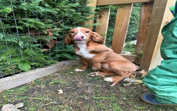 Cocker Spaniel dogs for sale: Working cocker spaniels puppies  - Image 4
