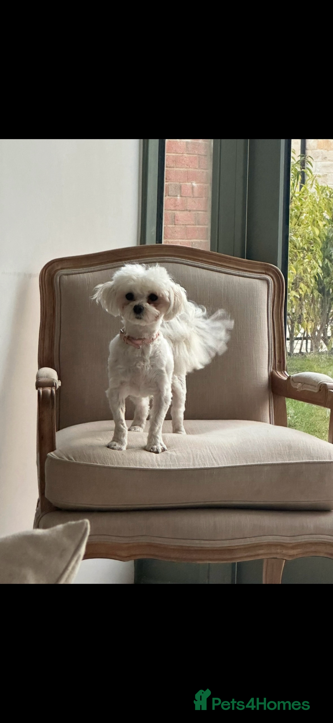 Maltipoo dogs for sale: Gorgeous F1 Maltipoo boy  - Image 10