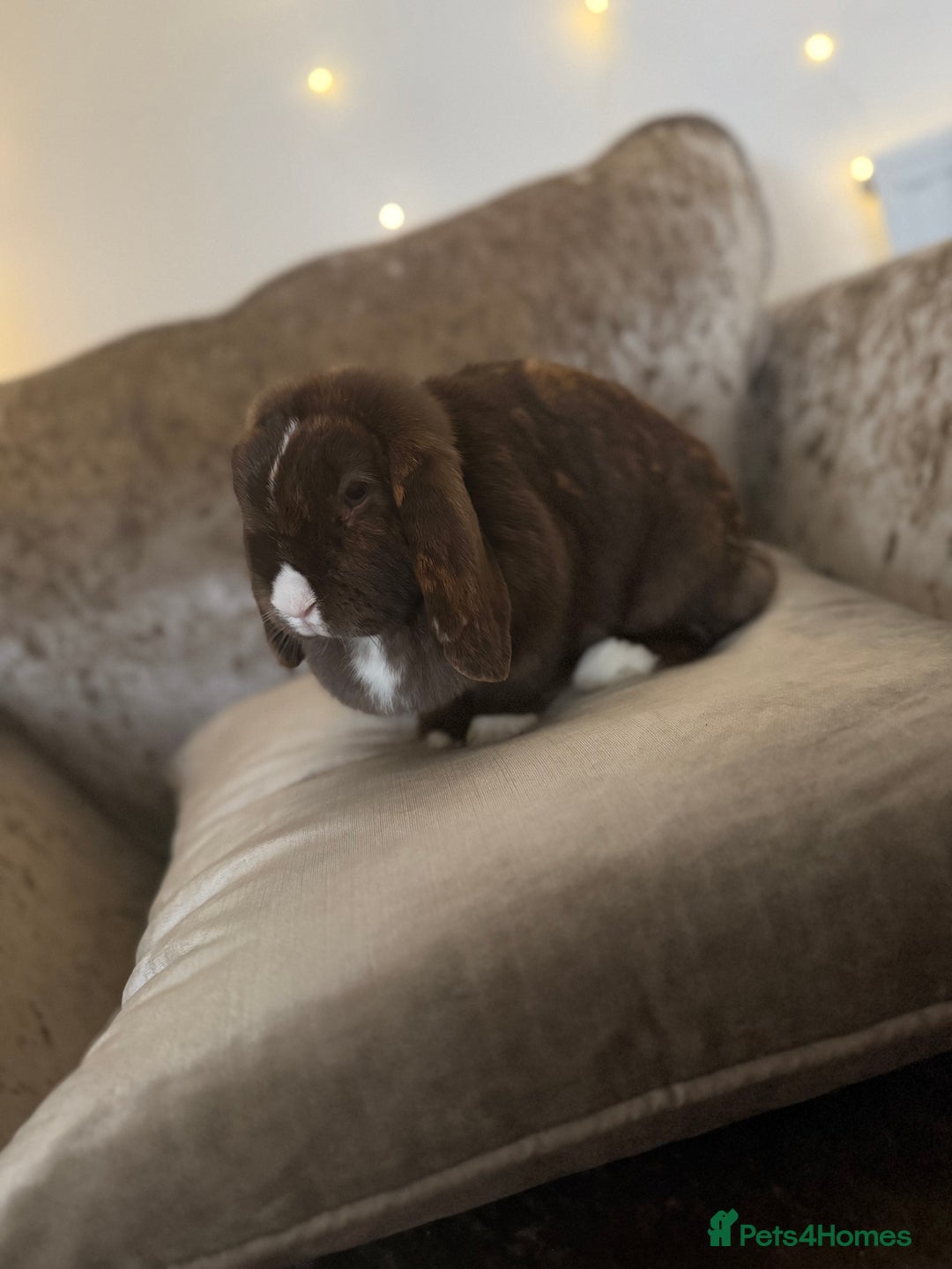 Mini Lop rabbits for sale: Mum and daughter mini lops for sale - Advert 7