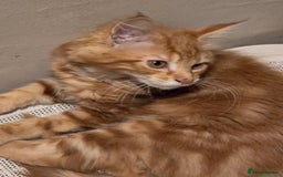 Maine Coon cats for sale: VARIOUS FULL PEDIGREE MAINE COON KITTENS FOR SALE in Rotherham - Image 4