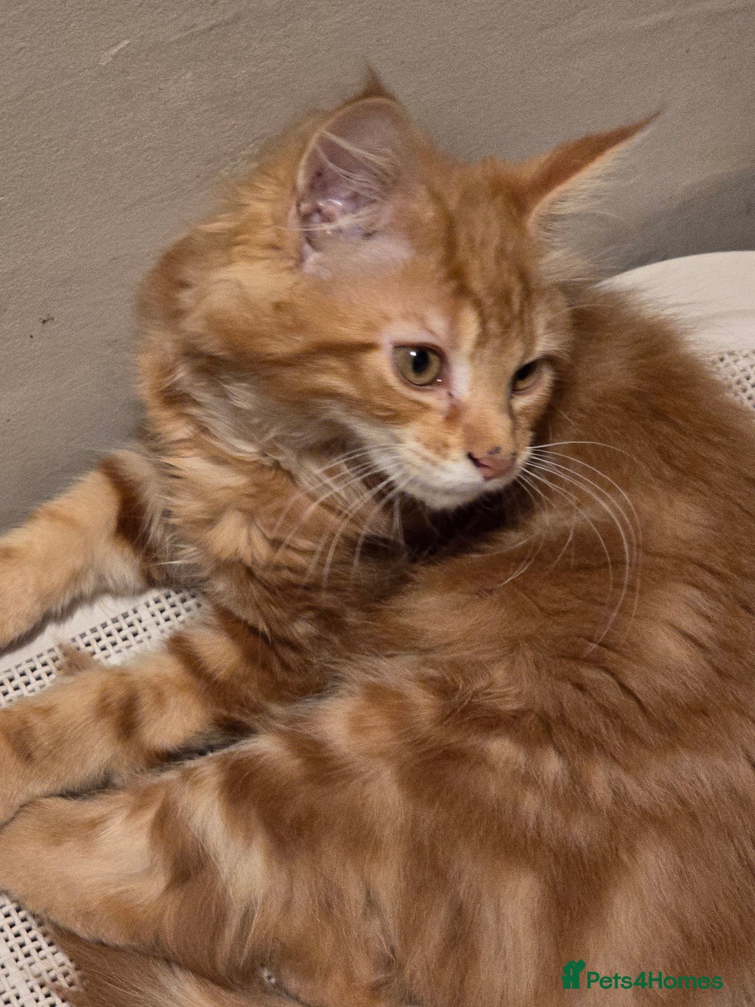 Maine Coon cats for sale: VARIOUS FULL PEDIGREE MAINE COON KITTENS FOR SALE in Rotherham - Image 4