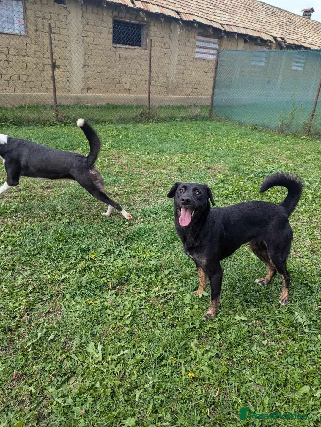 Mixed Breed dogs for adoption: Midnight for adoption - Advert 3
