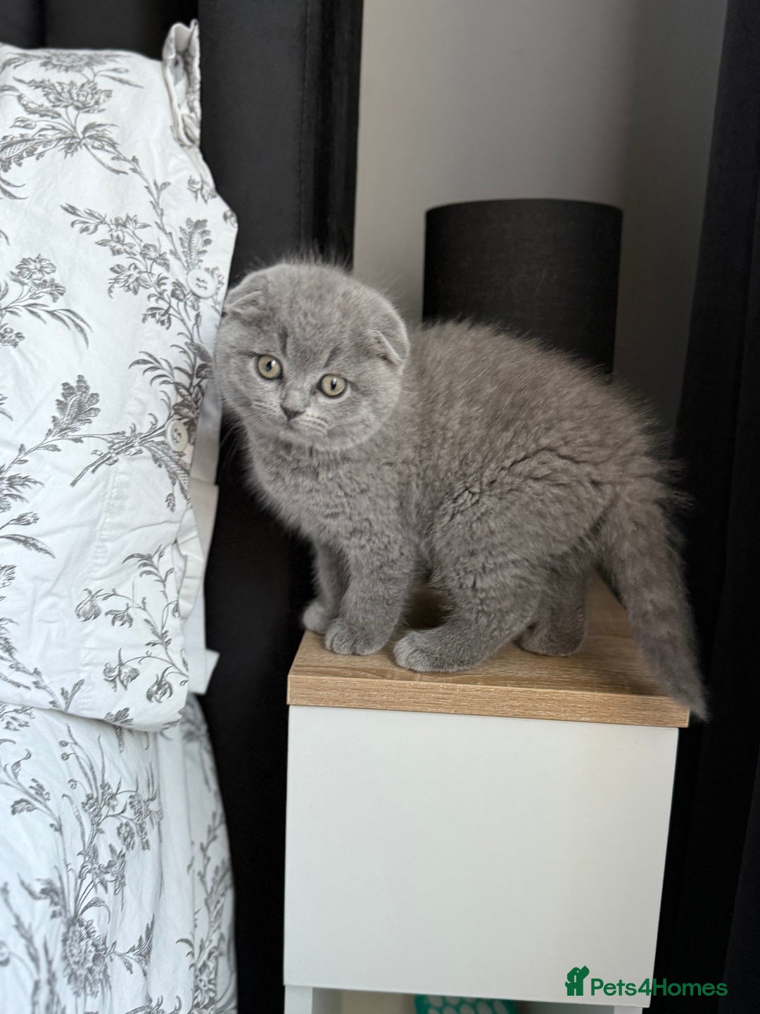Scottish Fold cats for sale: 5 gorgeous kittens for sale - Advert 5