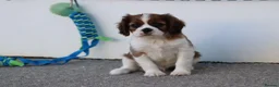 Cavalier King Charles Spaniel dogs for sale: PUG x CAVALIER puppies for sale  - Advert 13