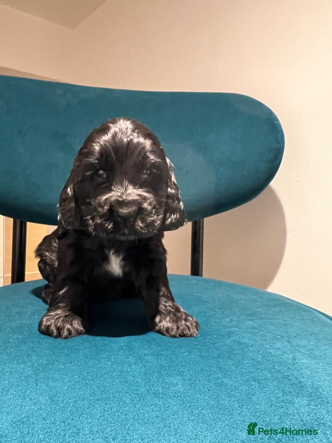 Cocker Spaniel dogs for sale: Show Type Cocker Spaniel  - Advert 17