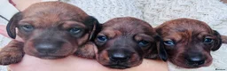 Miniature Dachshund dogs for sale: Gorgeous girls Mini Dachshund  - Advert 11