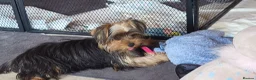 Yorkshire Terrier dogs for sale: Stunning Yorkshire Terrier puppies.  - Advert 7