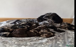 Cockapoo dogs for sale: F1 show type miniature cockapoo  - Image 1