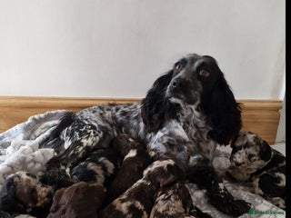 Cockapoo dogs - Advert 3