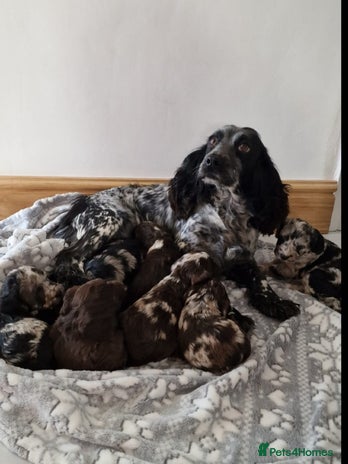 Cockapoo dogs - Advert 2