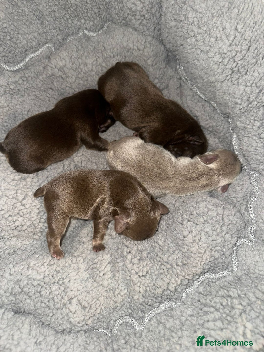 French Bulldog dogs for stud: Visual fluffy Choc Rojo and Isabella  in London - Image 10