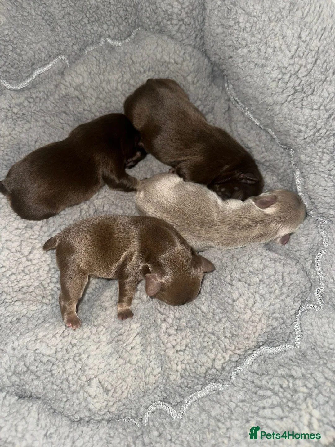 French Bulldog dogs for stud: Visual fluffy Choc Rojo and Isabella  in London - Advert 10