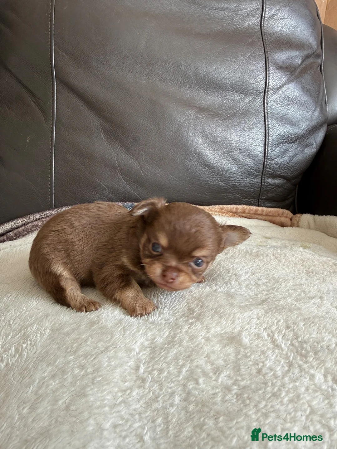 Chihuahua dogs for sale: Two kc reg long coat chihuahua boys available  in Northwich - Advert 15