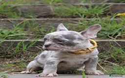 French Bulldog dogs for sale: Stunning blue & lilac merle READY for new homes 🏡 - Image 14