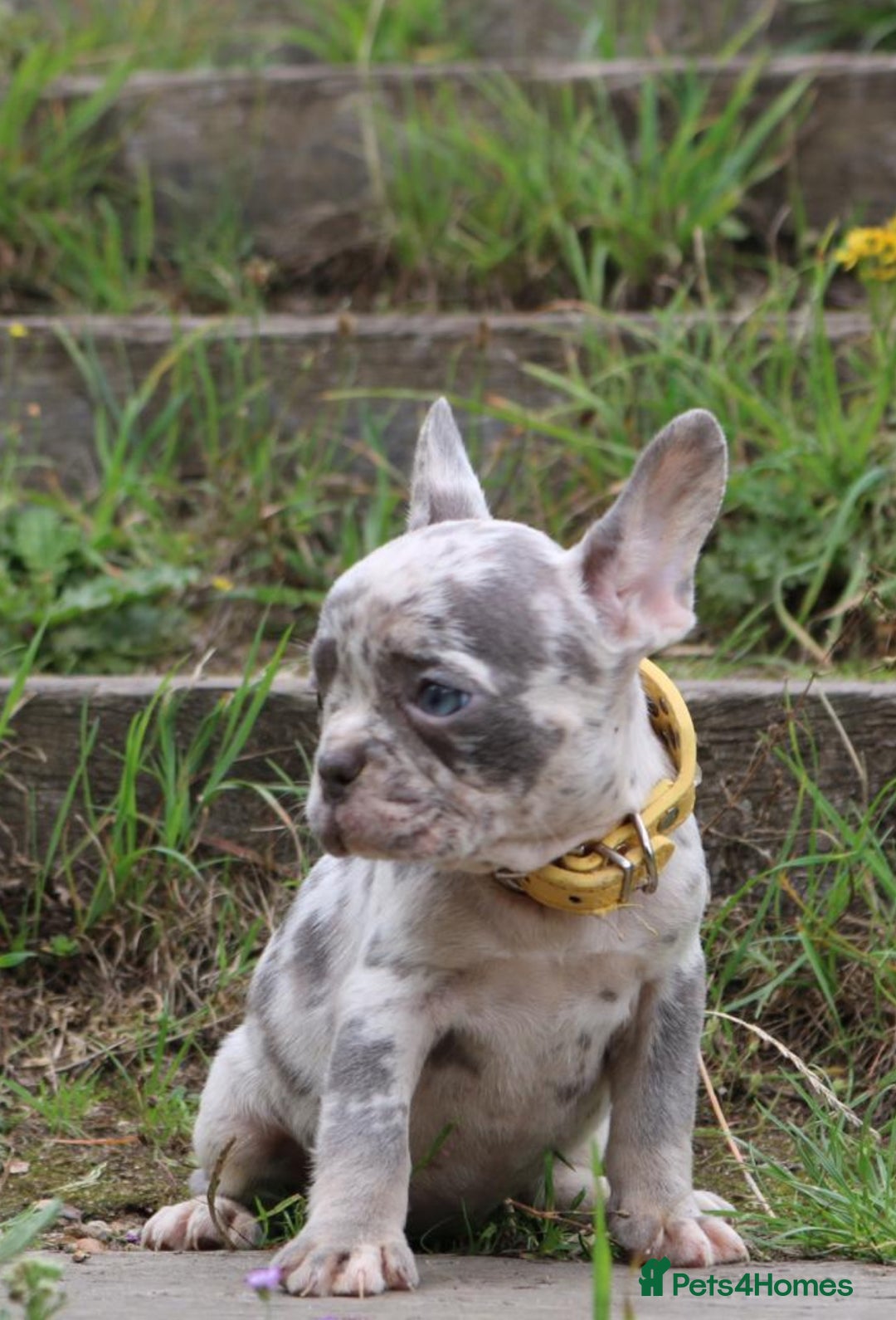 French Bulldog dogs for sale: Stunning blue & lilac merle READY for new homes 🏡 - Image 14