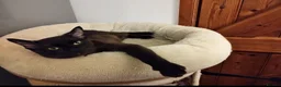 Burmese cats for sale: Stunning Brown Burmese Kittens. GCCF Reg.  - Advert 9
