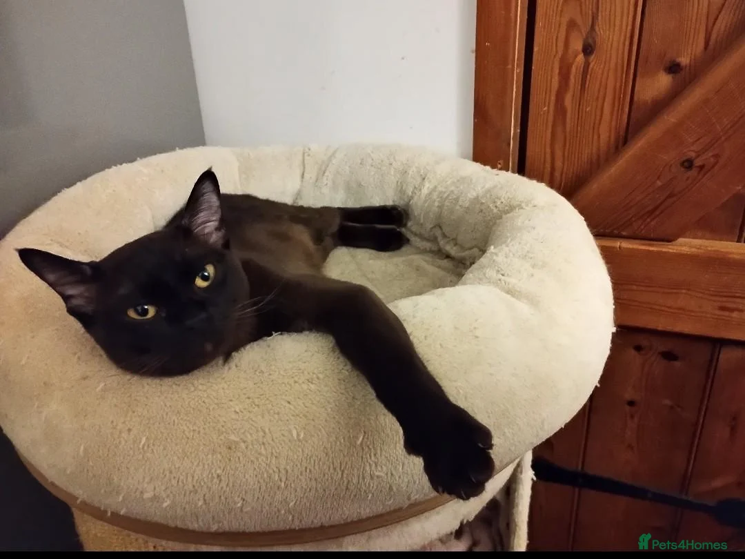 Burmese cats for sale: Stunning Brown Burmese Kittens. GCCF Reg.  - Advert 9