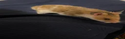 Hamster rodents for sale: Syrian Hamster - around 4 months old in Didcot - Advert 7