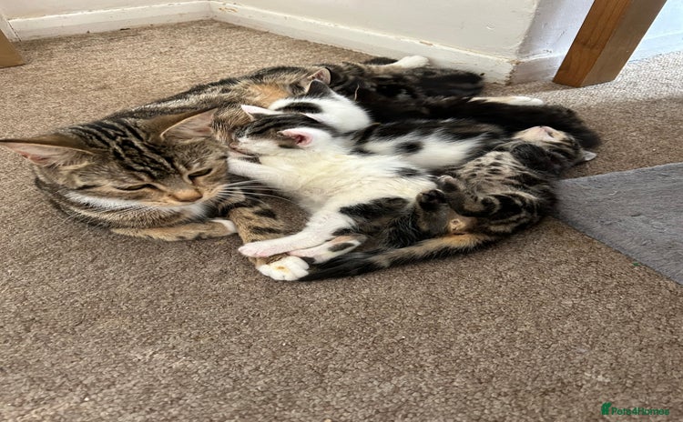 Mixed Breed cats - Advert 1