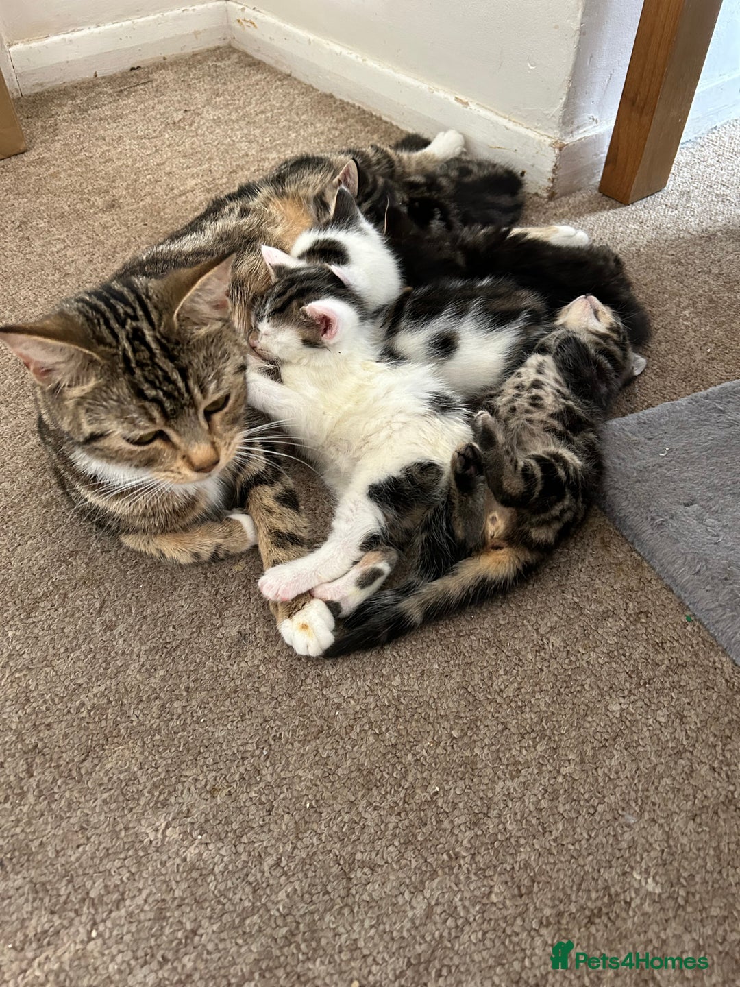 Mixed Breed cats for sale: Kittens for sale  - Image 1