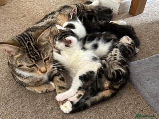 Mixed Breed cats - Advert 8