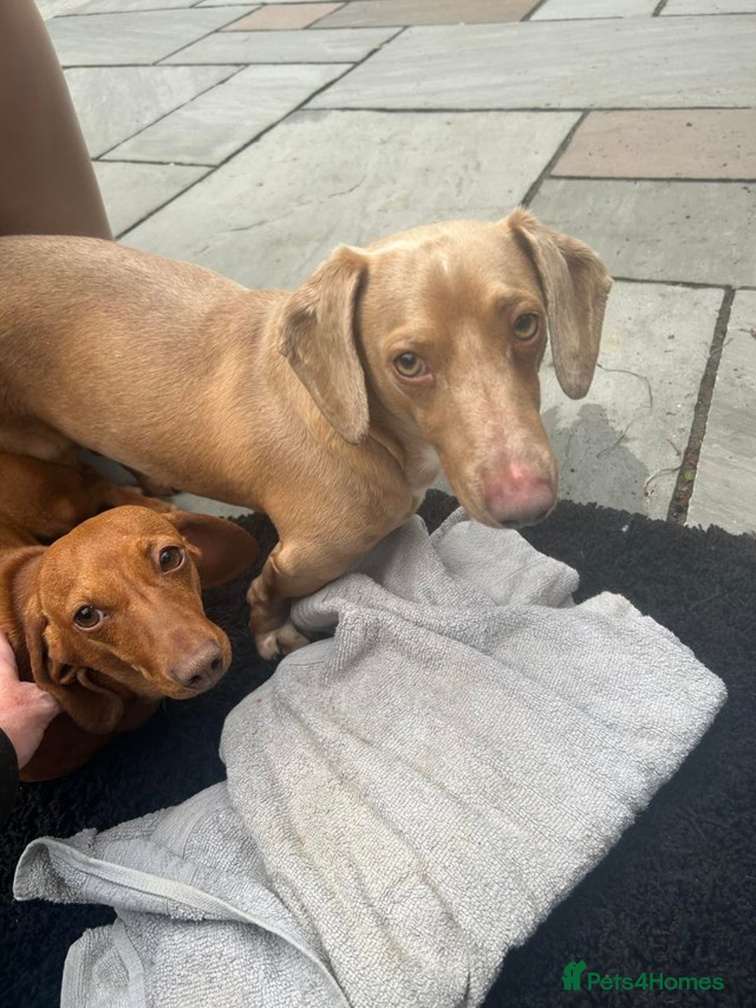Dachshund dogs for sale: Ready now KC reg RED Dachshund puppies - Image 7