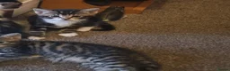 Mixed Breed cats for sale: Adorable kittens - Advert 7