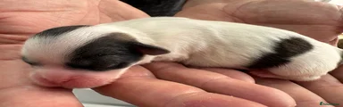 Lhasa Apso Puppy 5