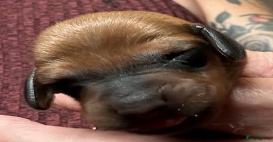 Dachshund dogs - Advert 9