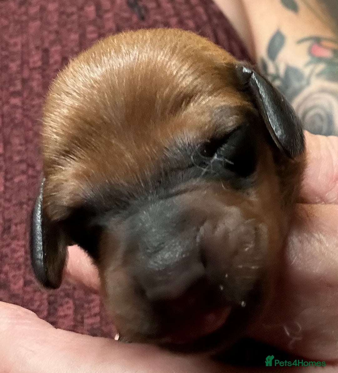Dachshund dogs for sale: BEAUTIFUL KC REG STANDARD SMOOTH DACHSHUNDS  - Image 16