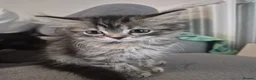 Siberian cats for sale: 7 hypoallergenic Siberian kittens  in London - Advert 13