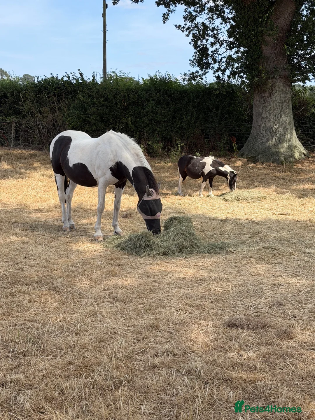 Shetland pony horses for sale: Puzzle yearling colt  - Advert 2