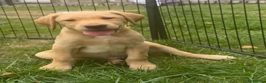 Labrador Retriever 1