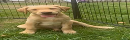 Labrador Retriever dogs for sale: Beautiful Labradors  - Advert 10