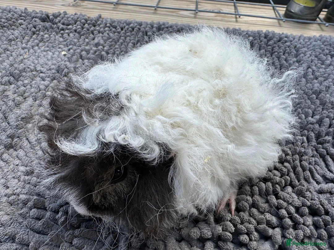 Guinea Pig rodents for sale: Baby Lunkarya  - Advert 2